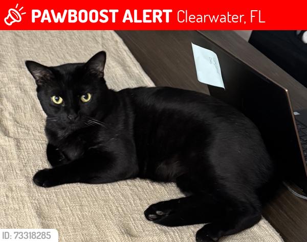 Lost Male Cat last seen Belcher rd and Curtis dr E, Clearwater, FL 33764