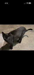 Lost Female Cat last seen Tiffin Ave and Mallard St, San Diego, CA 92114
