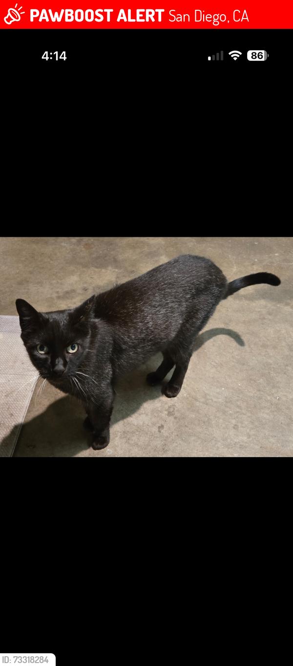 Lost Female Cat last seen Tiffin Ave and Mallard St, San Diego, CA 92114