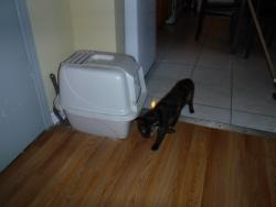 Lost Male Dog last seen Fulton and Atlantic, Brooklyn, NY 11207