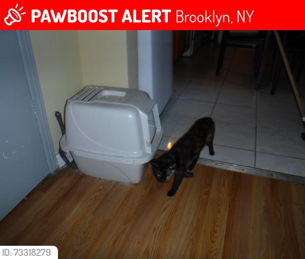 Lost Male Dog last seen Fulton and Atlantic, Brooklyn, NY 11207