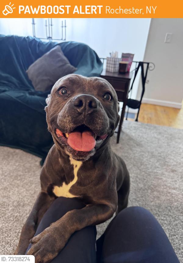 Found/Stray Female Dog last seen W Ridge Road, Rochester, NY 14626