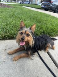 Reunited Male Dog last seen Last seen at the address moving south through backyards, High Ridge, MO 63049