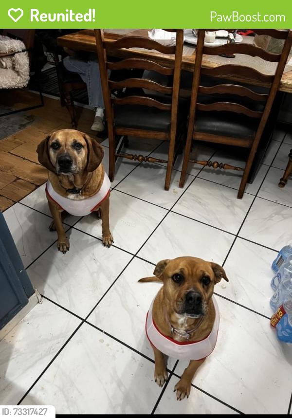 Reunited Female Dog last seen Near S 6th St, Broken Arrow, OK 74012, USA, Broken Arrow, OK 74012