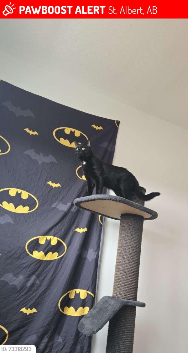 Lost Male Cat last seen Erin ridge costco, St. Albert, AB 