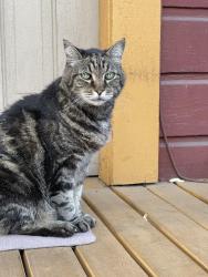 Found/Stray Male Cat last seen Se Ankeny and 20th, Portland, OR 97214