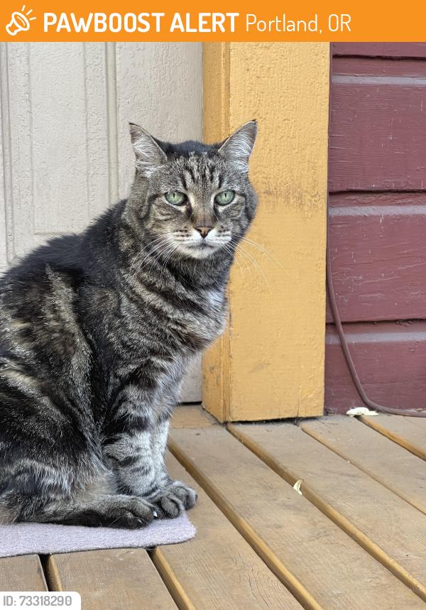 Found/Stray Male Cat last seen Se Ankeny and 20th, Portland, OR 97214
