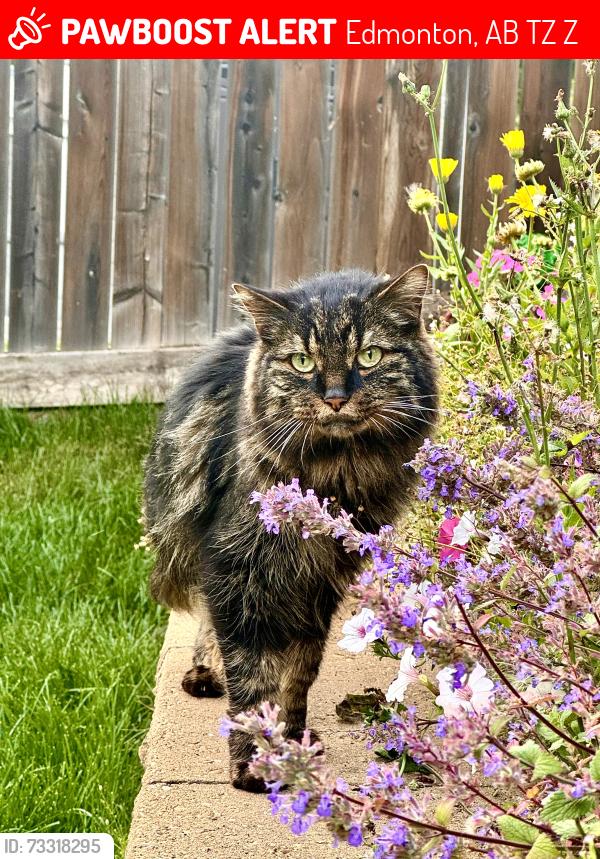 Lost Male Cat last seen Near 87 Street Edmonton Alberta T5Z3Z3 Canada, Edmonton, AB T5Z 3Z3