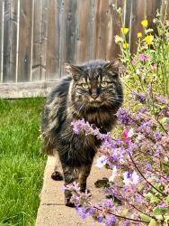 Lost Male Cat last seen Near 87 Street Edmonton Alberta T5Z3Z3 Canada, Edmonton, AB T5Z 3Z3