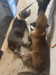 Reunited Unknown Dog last seen Near graham road, Fayetteville, NC 28304