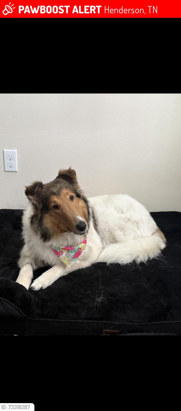 Lost Female Dog last seen Emerson Rd. And Sunshine Rd., Henderson, TN 38340