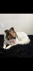 Lost Female Dog last seen Emerson Rd. And Sunshine Rd., Henderson, TN 38340
