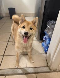 Reunited Female Dog last seen Edgewater drive and Orange Blossom Trail, Orlando, FL 32810