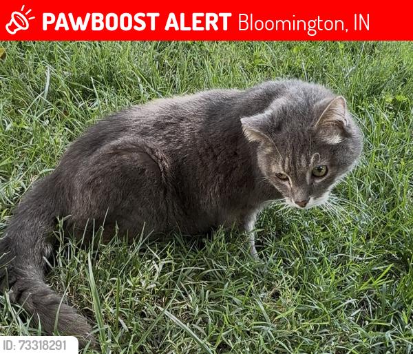 Lost Male Cat last seen Kinser Pike and Briarcliff, Bloomington, IN 47404