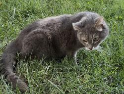 Lost Male Cat last seen Kinser Pike and Briarcliff, Bloomington, IN 47404
