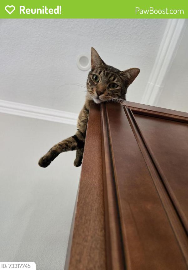 Reunited Male Cat last seen Near Shannon Ave Melbourne Beach, Melbourne Beach, FL 32951