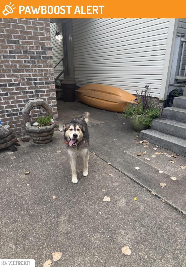 Found/Stray Male Dog last seen Coopers creek road 4 mile road, Kanawha County, WV 25302