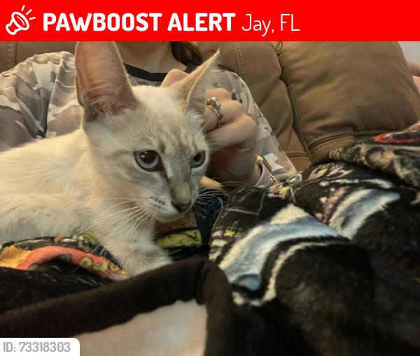 Lost Female Cat last seen Chumuckla, Jay, FL 32565