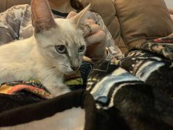 Lost Female Cat last seen Chumuckla, Jay, FL 32565