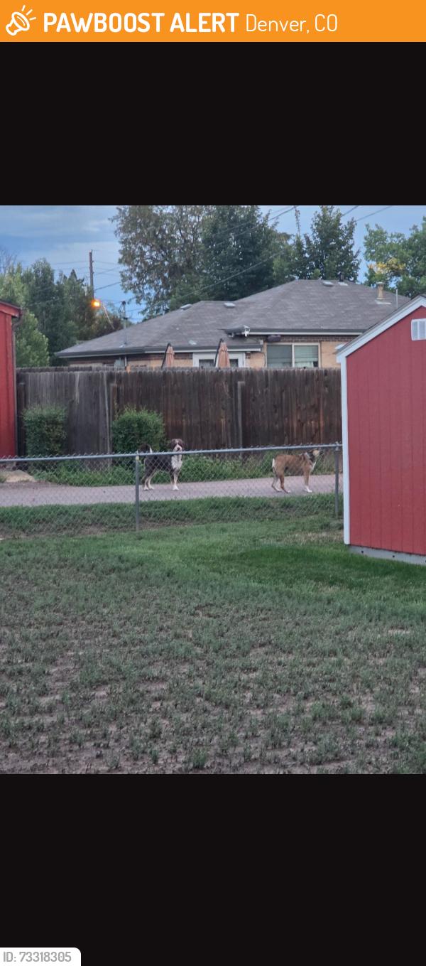 Found/Stray Unknown Dog last seen 23rd and Olive, Denver, CO 80207