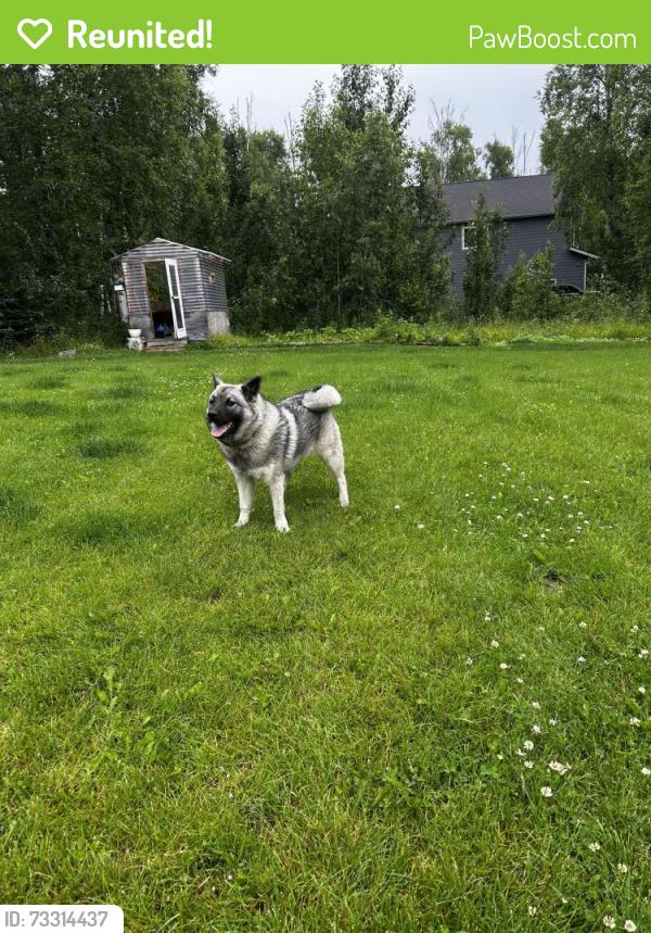 Reunited Female Dog last seen Bumpus ball field area, Wasilla, AK 99654