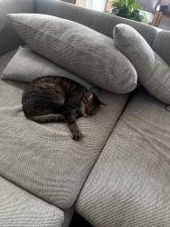 Lost Male Cat last seen Mountridge Street/Sim Street, Everton Park, QLD 4053