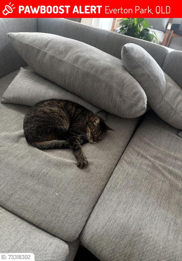 Lost Male Cat last seen Mountridge Street/Sim Street, Everton Park, QLD 4053