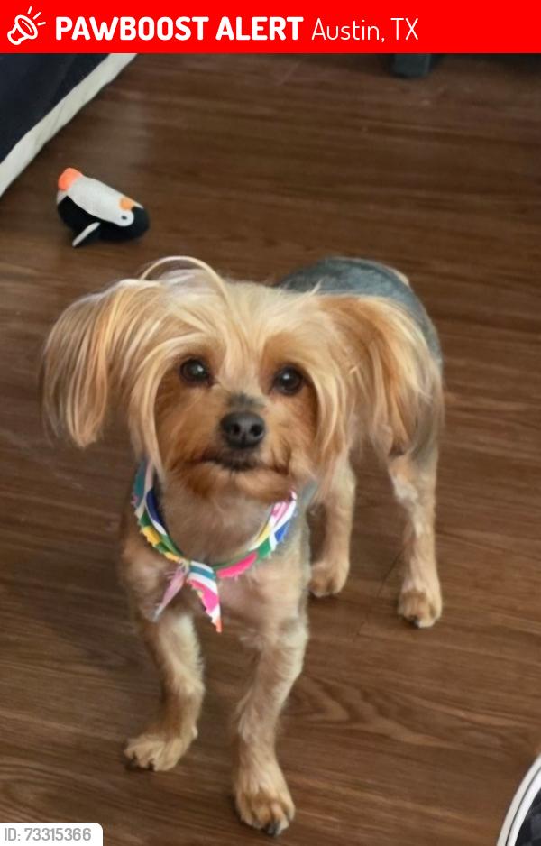 Lost Female Dog last seen Brighton Ln, Austin, TX 78753
