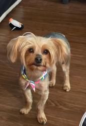 Lost Female Dog last seen Brighton Ln, Austin, TX 78753