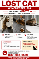 Lost Female Cat last seen Muraco School, Winchester, MA 01890