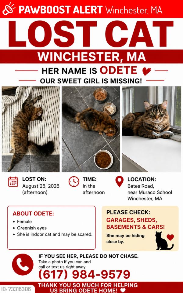 Lost Female Cat last seen Muraco School, Winchester, MA 01890