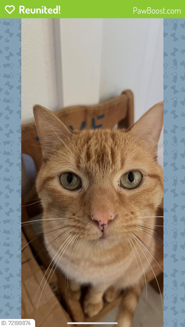 Reunited Male Cat last seen Near Hawthorne Dr, Willis, TX 77318, USA, Willis, TX 77318