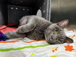 Shelter Stray Female Cat last seen Near Odell Avenue, BRONX, NY, 10462, 326 E 110th St, New York, NY 10029, USA