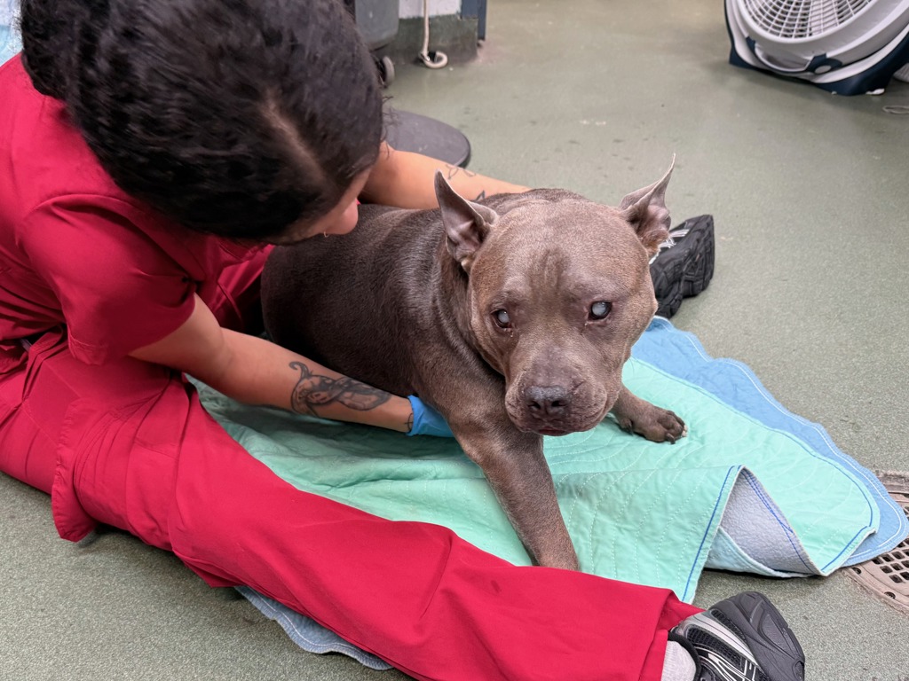 Shelter Stray Female Dog last seen ., NEW YORK, NY, 10029, 326 E 110th St, New York, NY 10029, USA