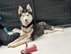 Shelter Stray Female Dog last seen Courtney Drive, San Diego, CA, 92111, 5500 Gaines St, San Diego, CA 92110, USA