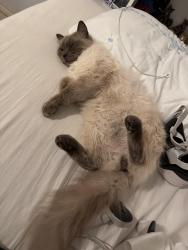 Lost Male Cat last seen County rd 1025, Lampasas, TX 76550