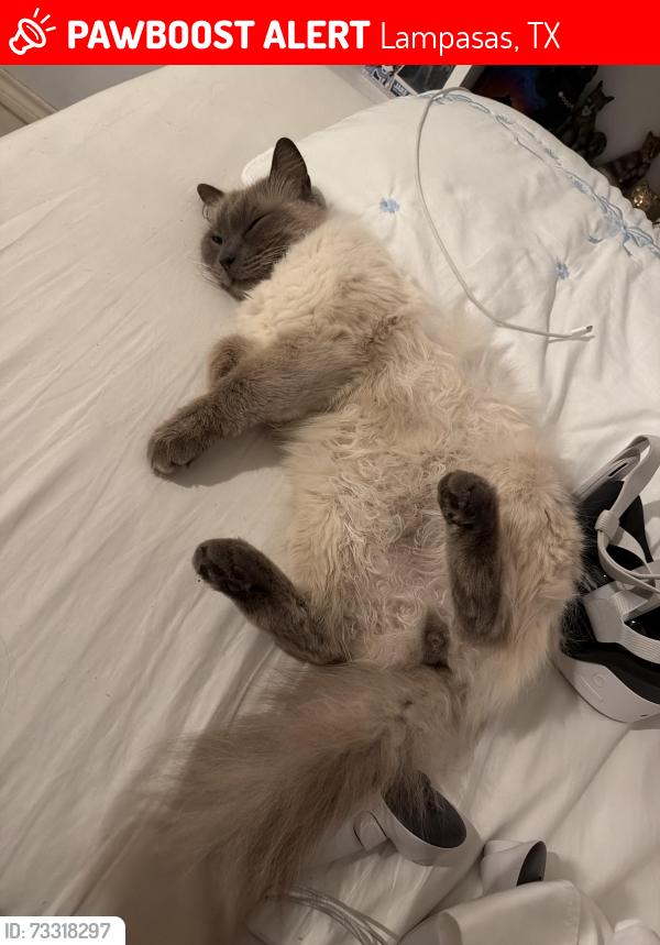 Lost Male Cat last seen County rd 1025, Lampasas, TX 76550