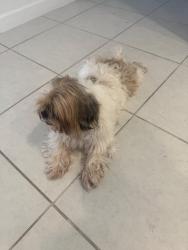 Reunited Male Dog last seen Near SW 232nd Ln, Princeton, FL 33032, USA, Princeton, FL 33032