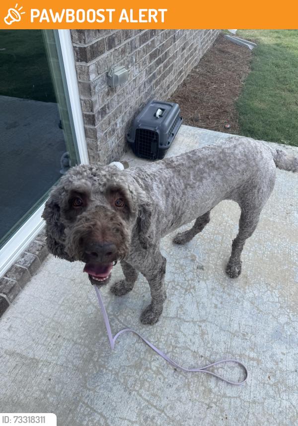 Found/Stray Male Dog last seen Mountain View high school, Gwinnett County, GA 30043