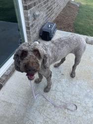 Found/Stray Male Dog last seen Mountain View high school, Gwinnett County, GA 30043