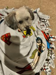 Lost Male Dog last seen Klondike, Stonecrest, GA 30038