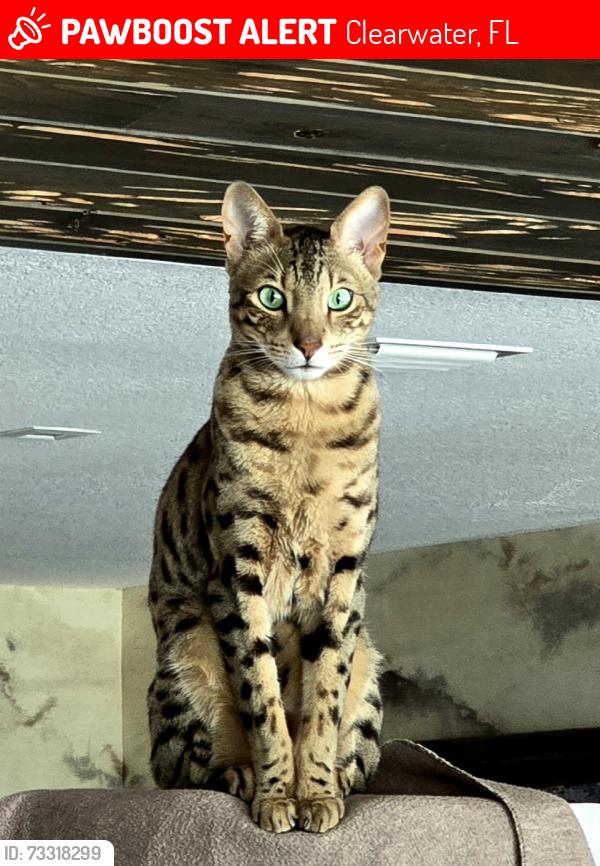 Lost Male Cat last seen Countryside Blvd and Meadow Wood Dr, Clearwater, FL 33761