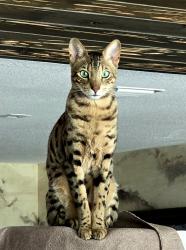 Lost Male Cat last seen Countryside Blvd and Meadow Wood Dr, Clearwater, FL 33761