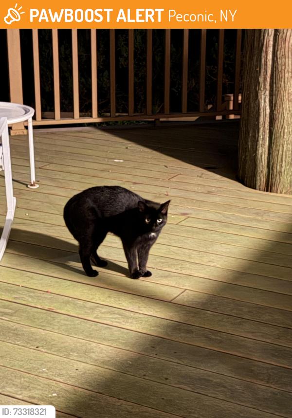 Found/Stray Unknown Cat last seen Near Robinson lane, Peconic, NY 11958