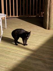 Found/Stray Unknown Cat last seen Near Robinson lane, Peconic, NY 11958