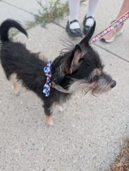 Found/Stray Male Dog last seen 4775s 4420w, Kearns, UT 84118