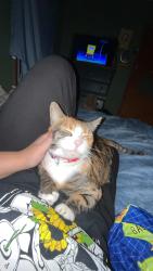 Lost Female Cat last seen I'm not sure, Canton, OH 44709