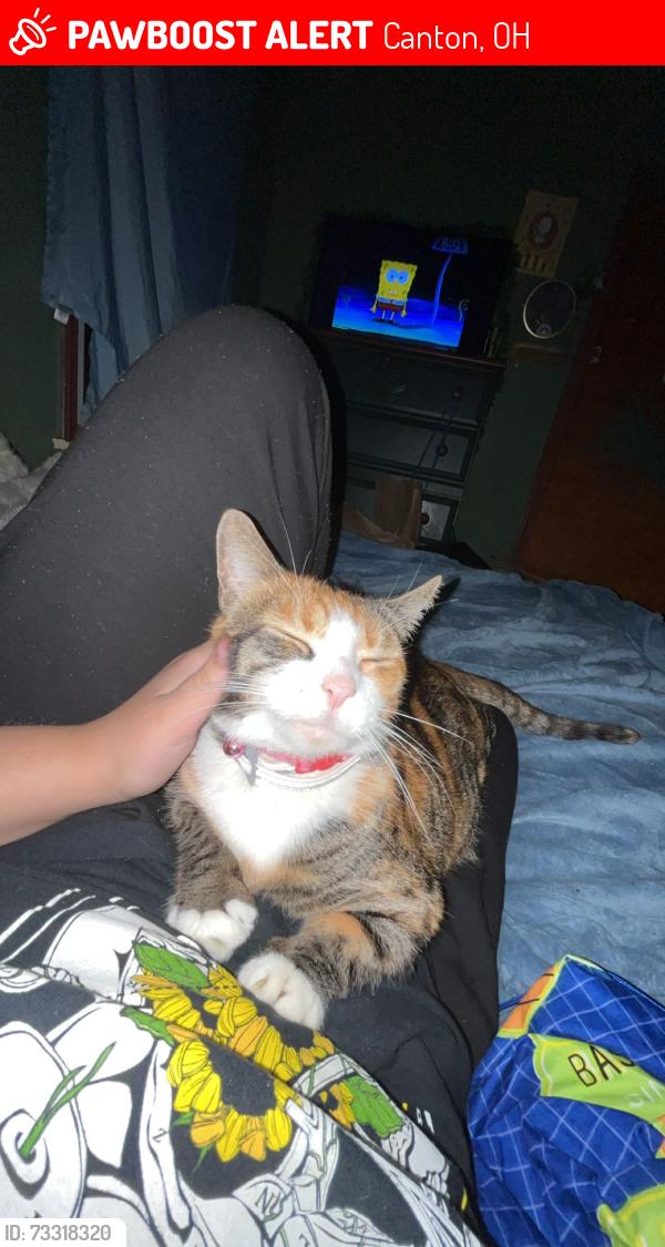 Lost Female Cat last seen I'm not sure, Canton, OH 44709
