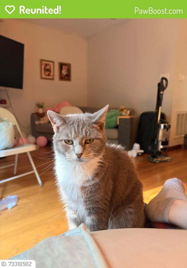 Reunited Female Cat last seen avent ferry, Raleigh, NC 27606