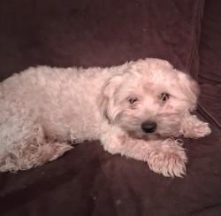 Lost Male Dog last seen Brandywine Manor hse or Lippett Rd., Honey Brook, PA 19344